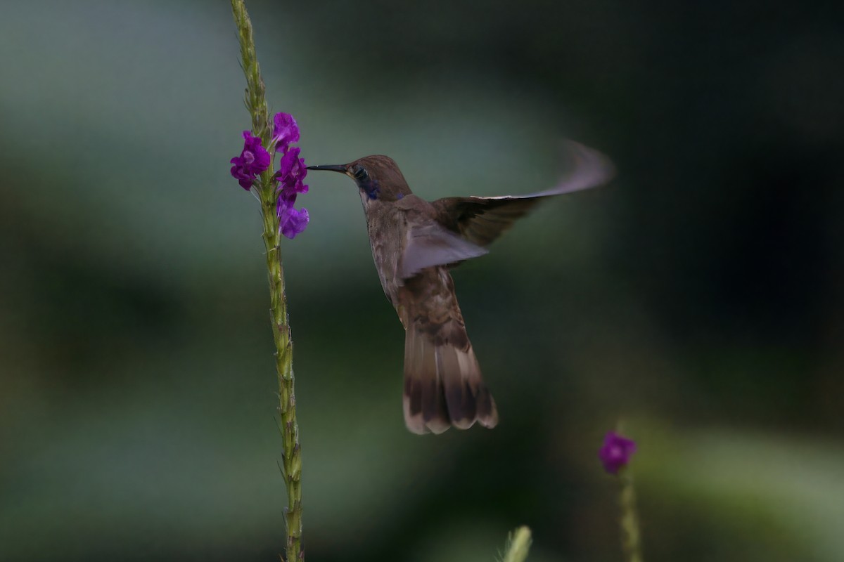 kolibřík fialovouchý - ML621104721