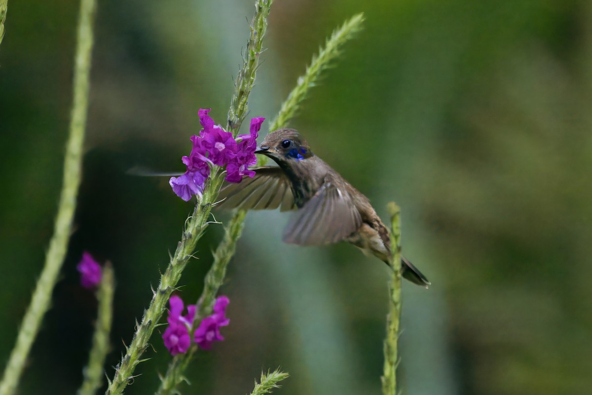 kolibřík fialovouchý - ML621104722
