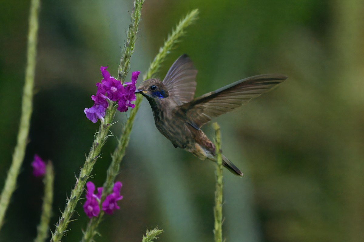 kolibřík fialovouchý - ML621104724