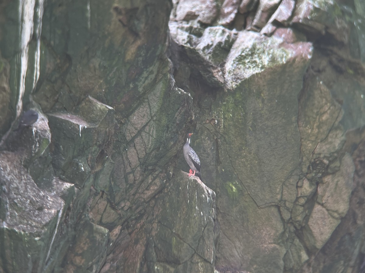 Red-legged Cormorant - ML621104726