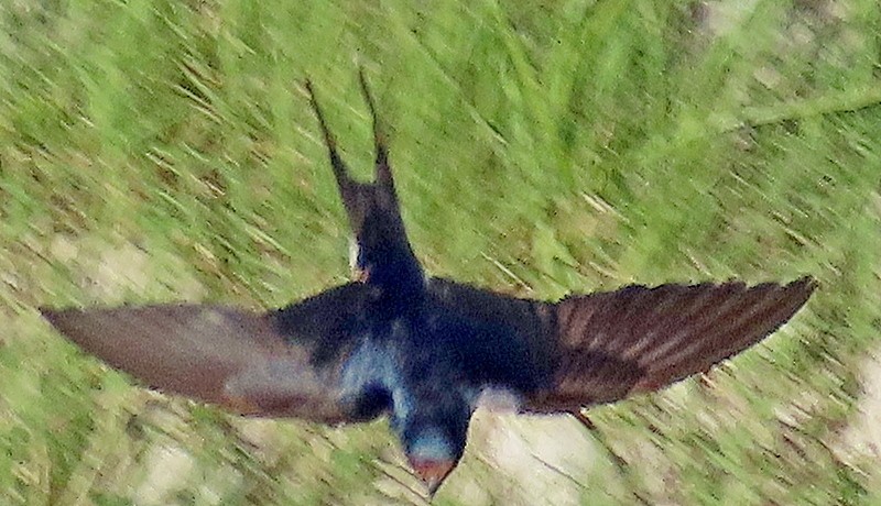 Barn Swallow - greg slak