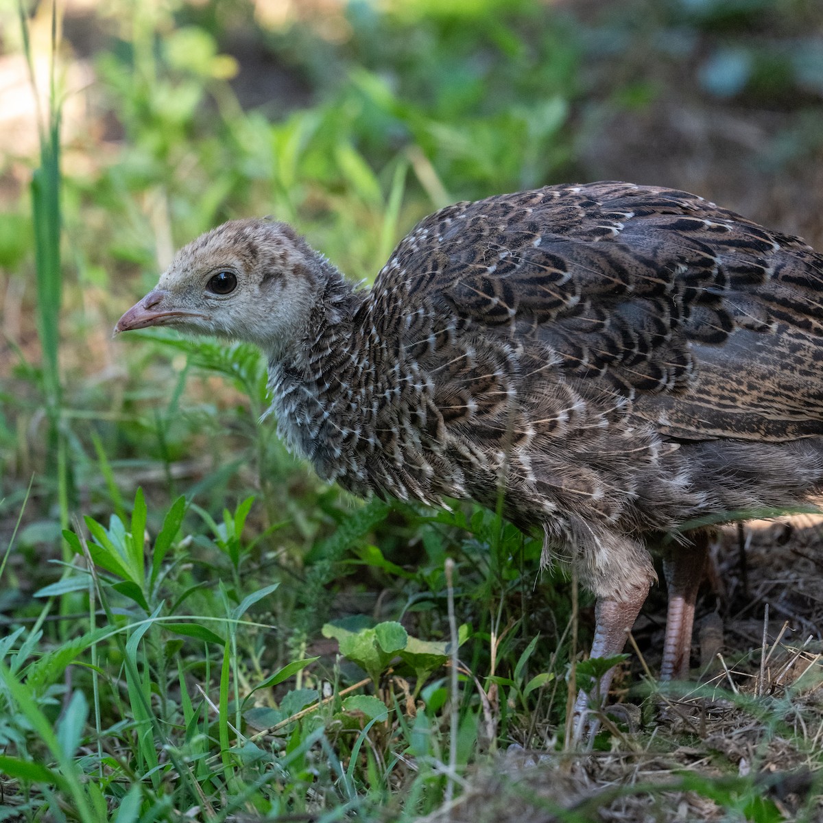 Wild Turkey - Joe Mahaffey
