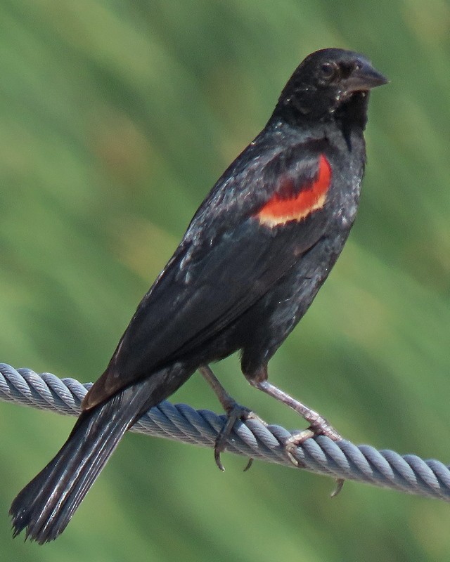Red-winged Blackbird - ML621104843