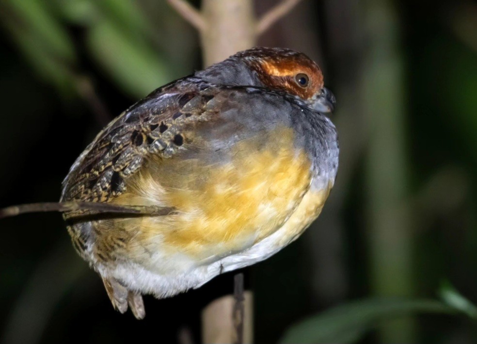 Tawny-faced Quail - ML621104846