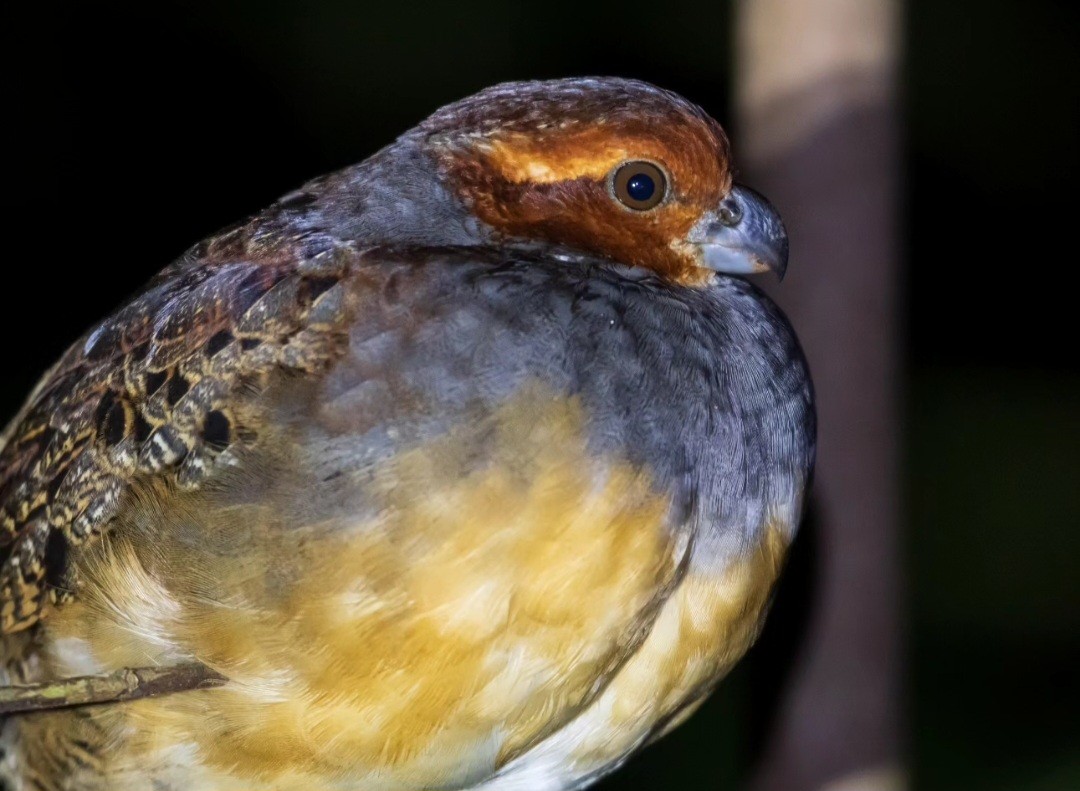 Tawny-faced Quail - ML621104886