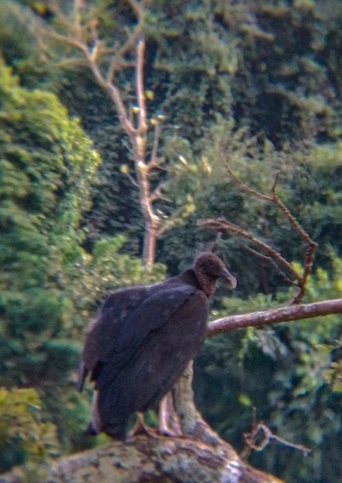 Black Vulture - Jhuan Farias