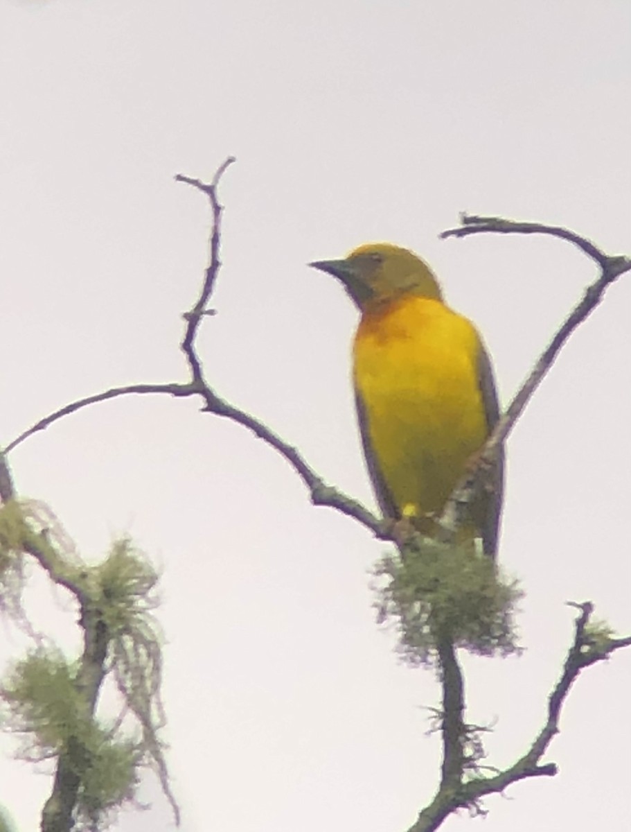 Olive-headed Weaver - ML621104908