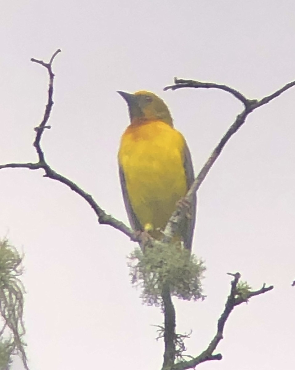 Olive-headed Weaver - ML621104909