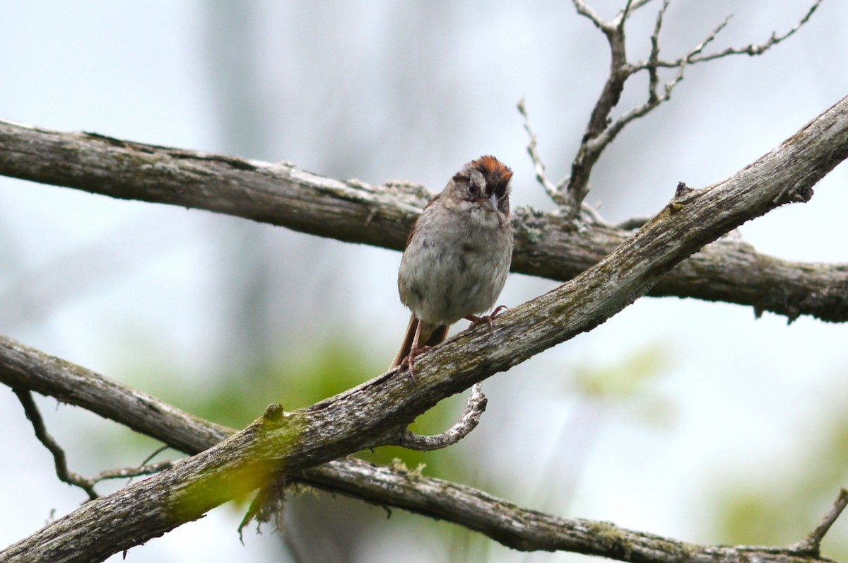 Swamp Sparrow - ML621104919