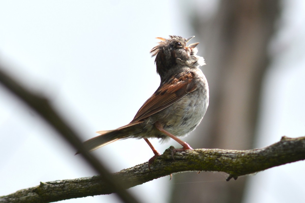 Swamp Sparrow - ML621104920