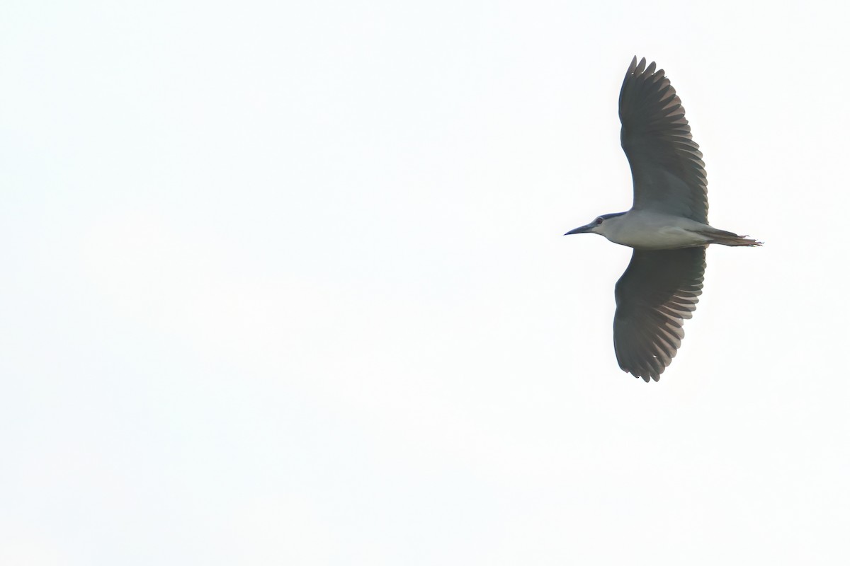 Black-crowned Night Heron - ML621104925