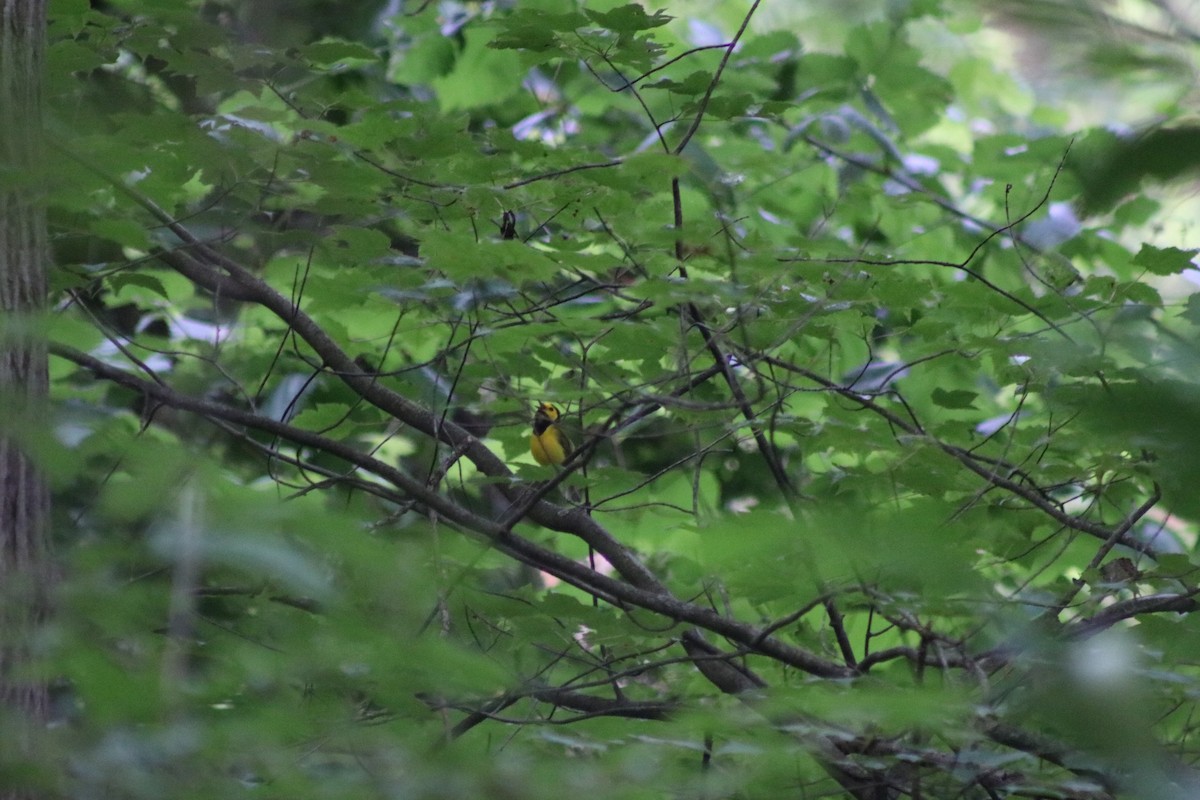 Hooded Warbler - ML621104951