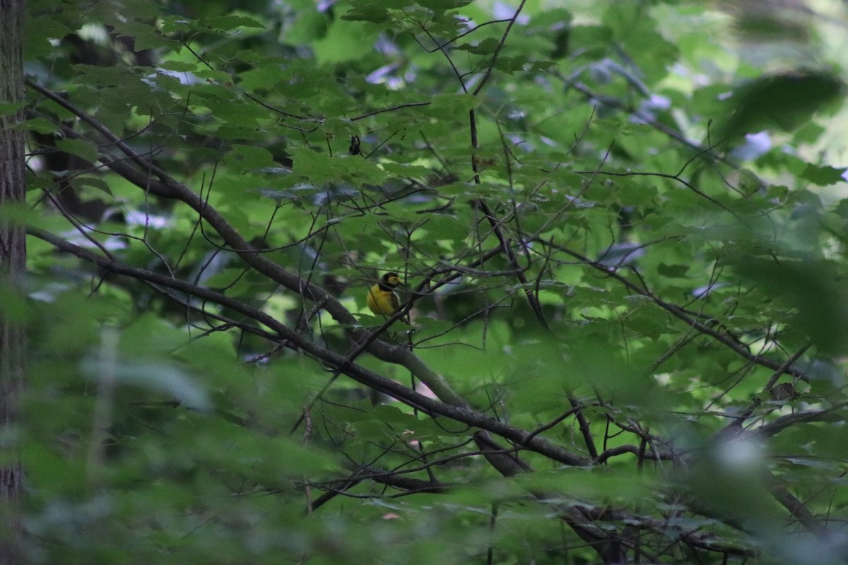 Hooded Warbler - ML621104955