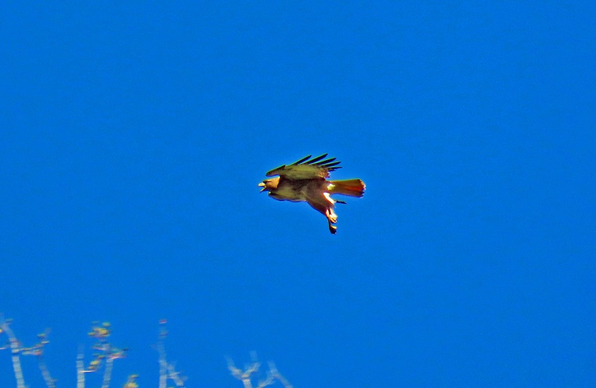 Red-tailed Hawk - ML621104984