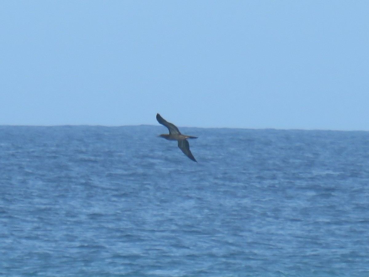 Brown Booby - ML621105046