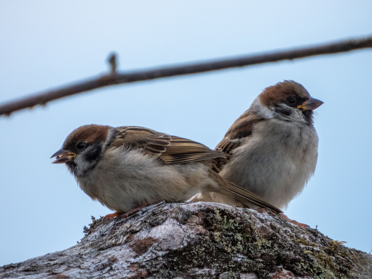 Eurasian Tree Sparrow - ML621105077