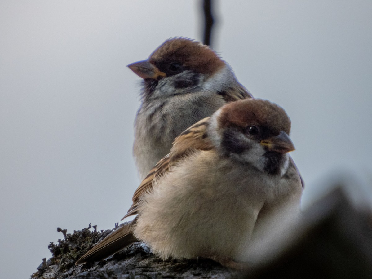 Eurasian Tree Sparrow - ML621105079