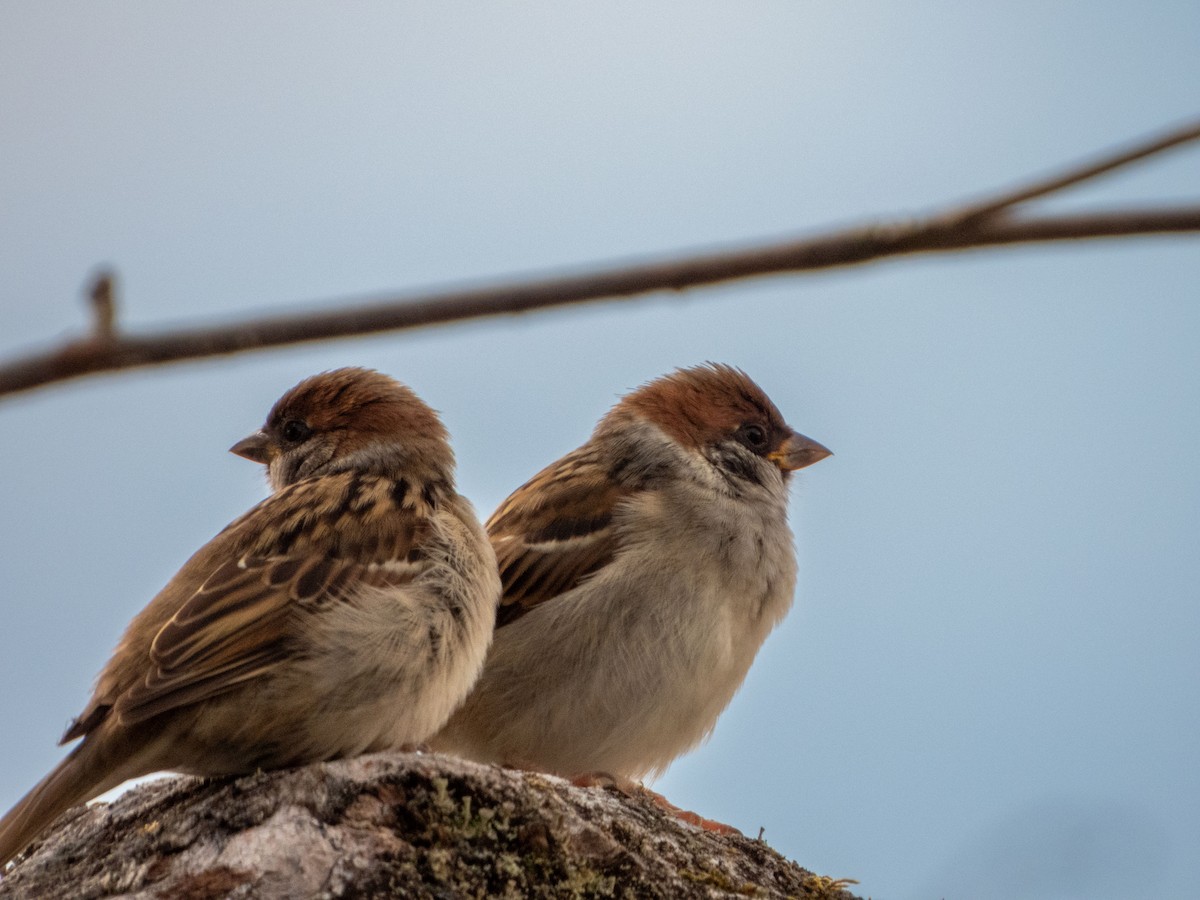 Eurasian Tree Sparrow - ML621105080
