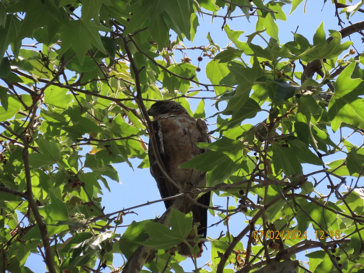 Red-tailed Hawk - ML621105085