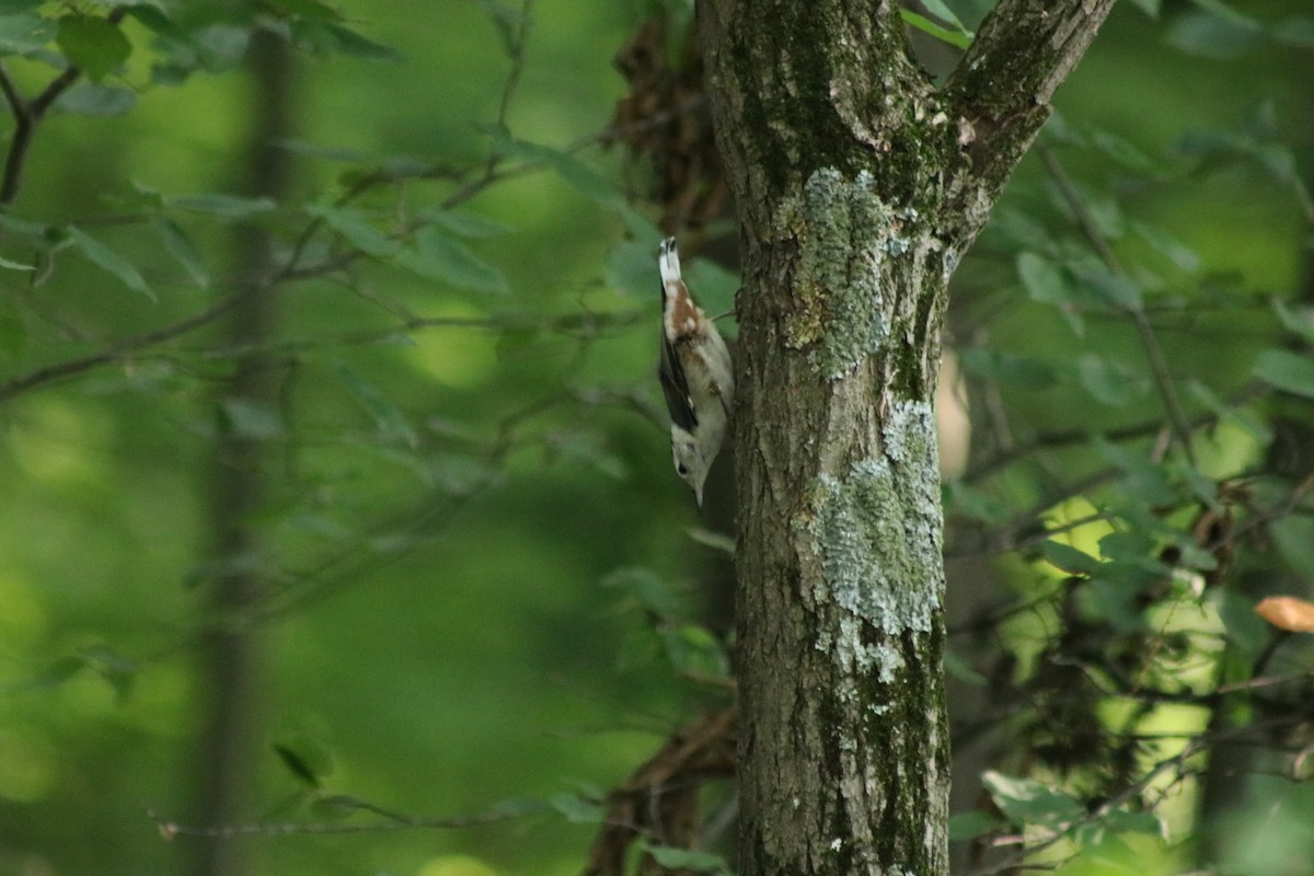 White-breasted Nuthatch - Chris Shaughnessy