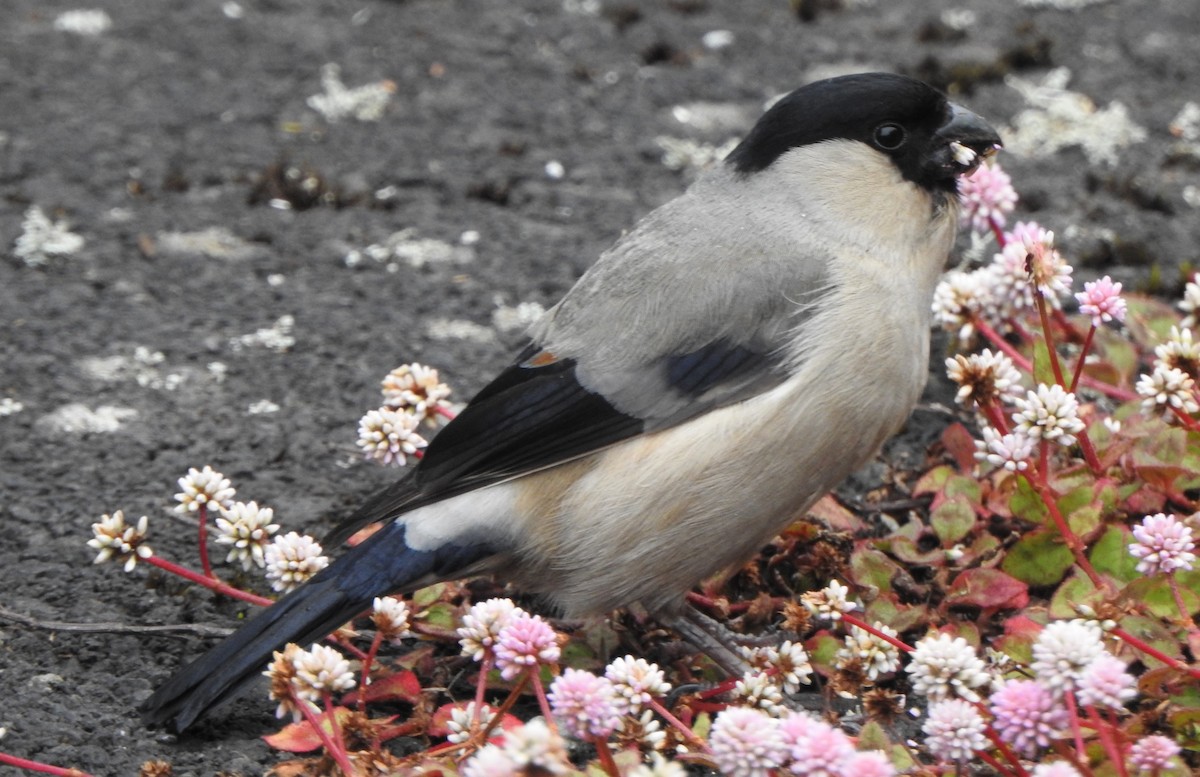 Azores Bullfinch - ML621105106