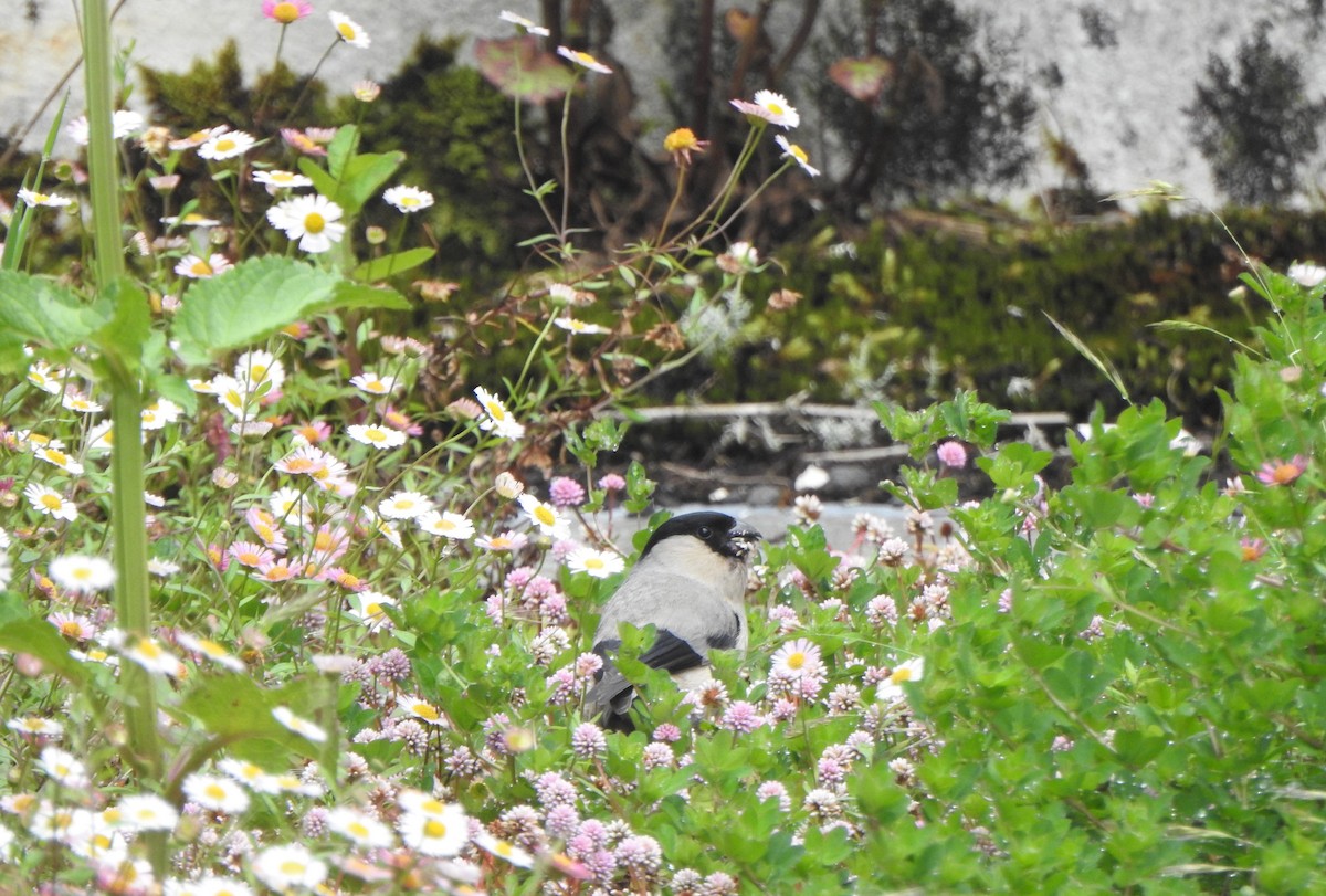 Azores Bullfinch - ML621105107