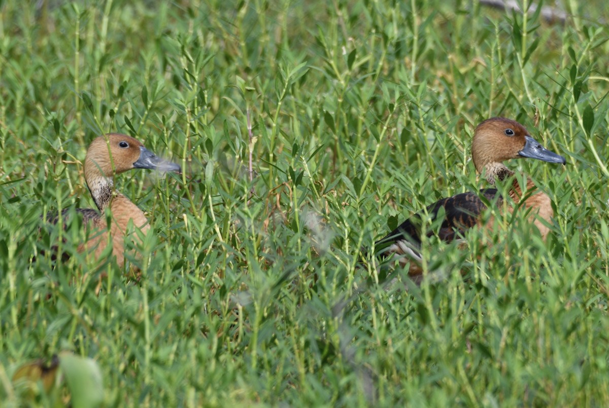 Fulvous Whistling-Duck - ML621105127