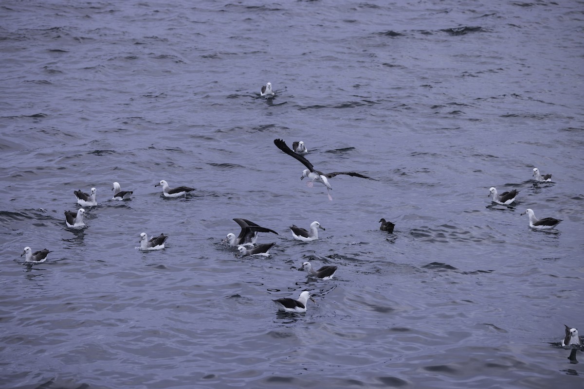 Black-browed Albatross - ML621105162