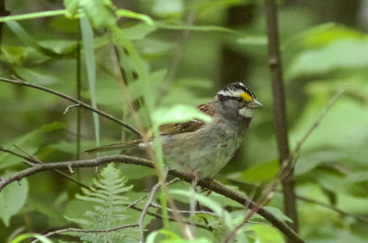 White-throated Sparrow - ML621105167