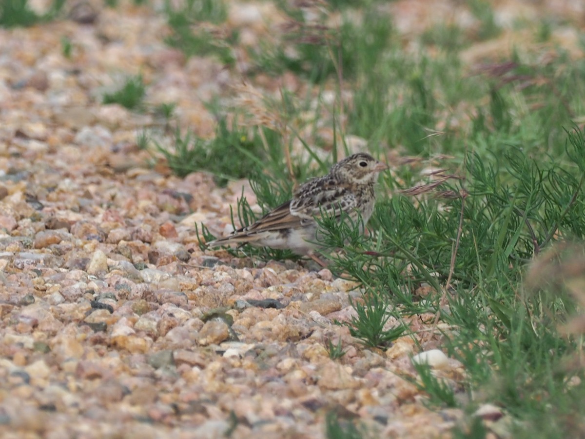 Thick-billed Longspur - ML621105192