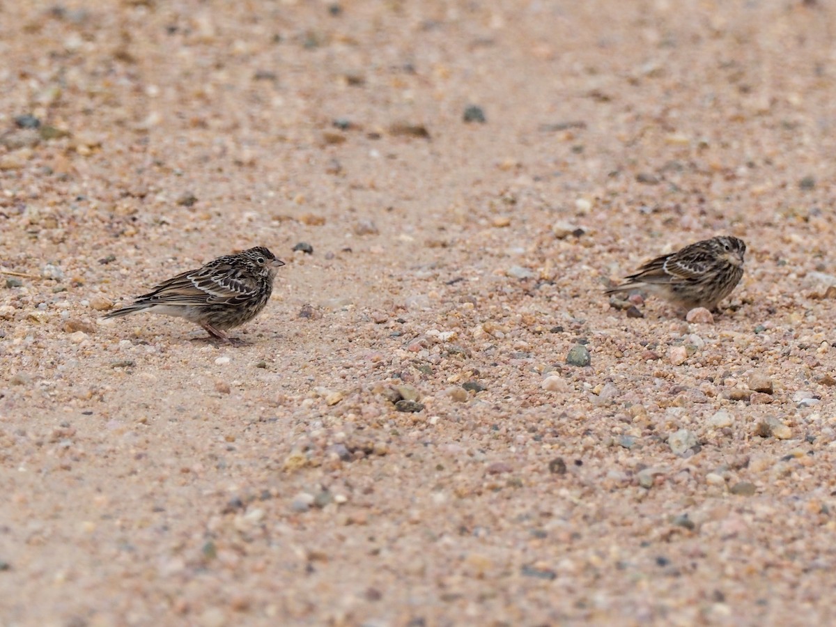 Thick-billed Longspur - ML621105193