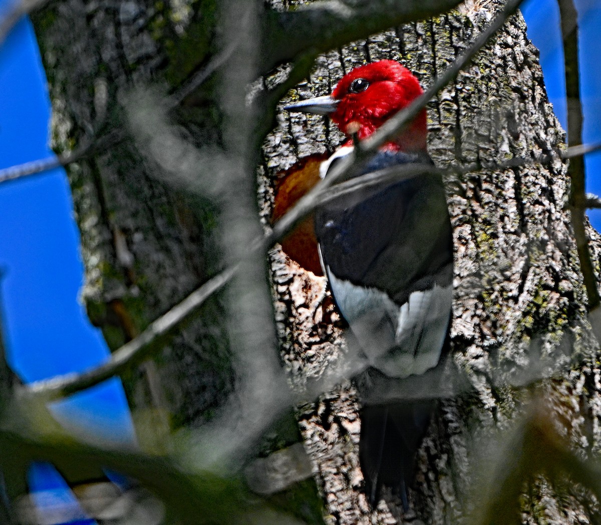 Red-headed Woodpecker - ML621105214