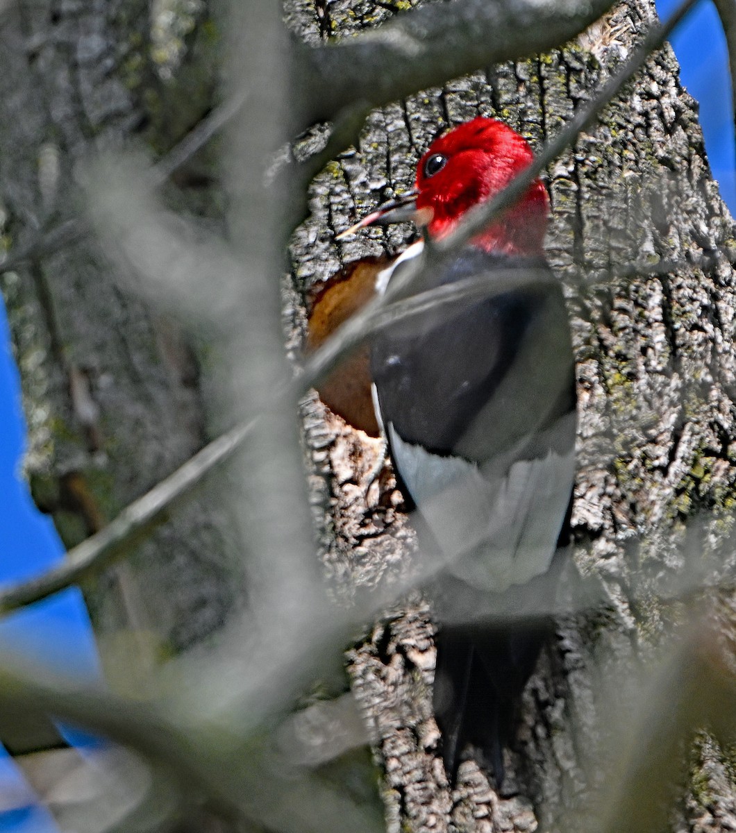 Red-headed Woodpecker - ML621105215