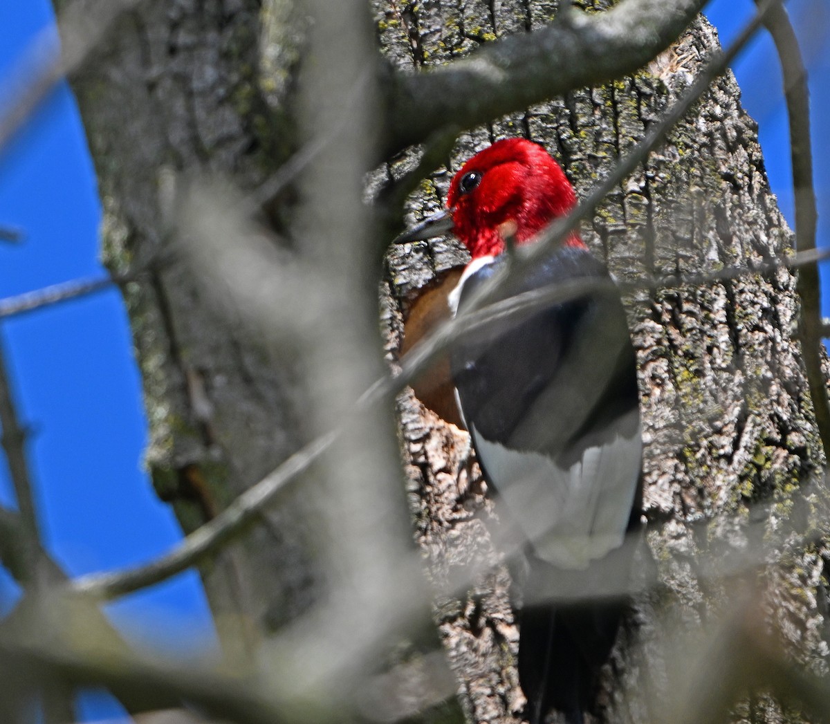 Red-headed Woodpecker - ML621105216