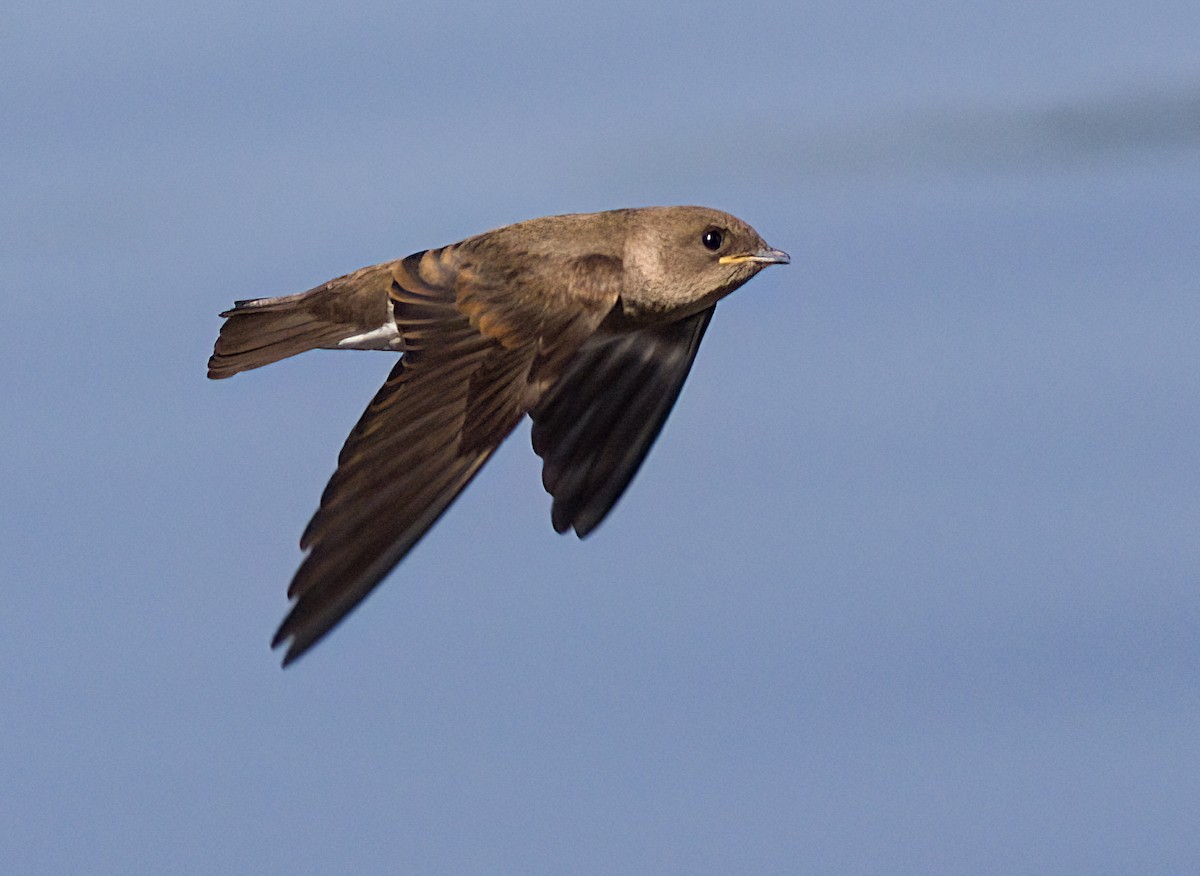 Northern Rough-winged Swallow - ML621105229