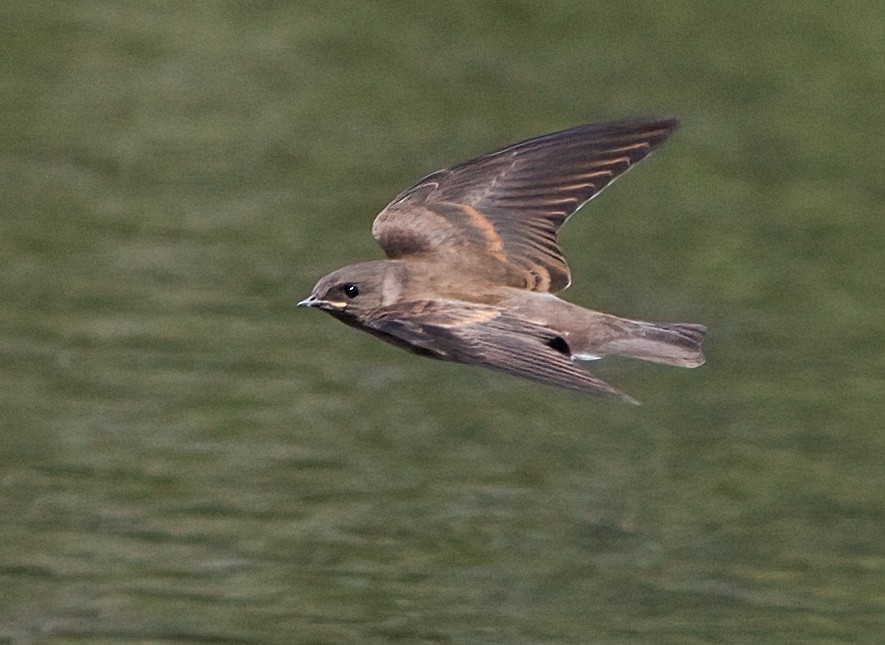 Northern Rough-winged Swallow - ML621105230