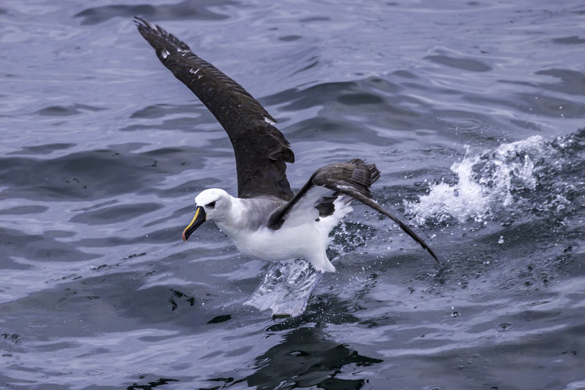 Atlantik Sarı Gagalı Albatrosu - ML621105267