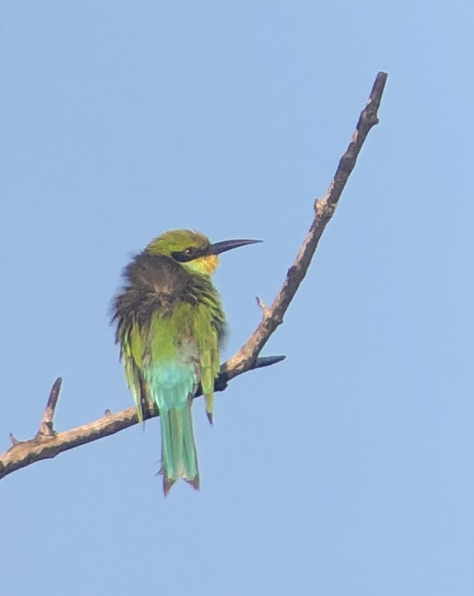Swallow-tailed Bee-eater - ML621105282