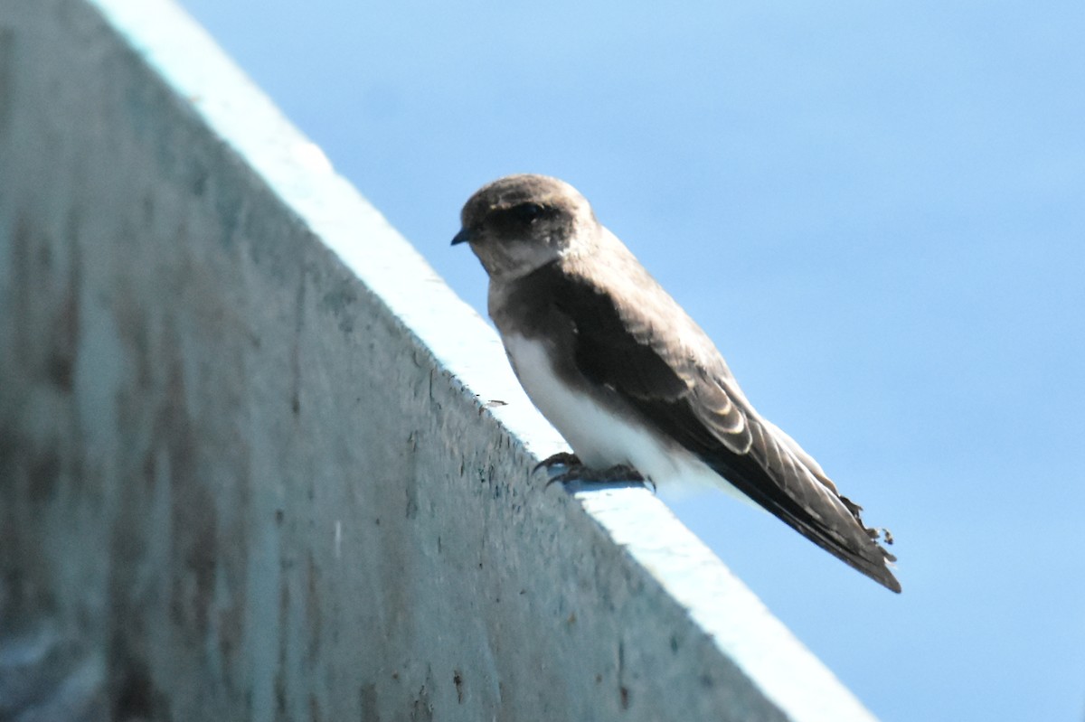 Northern Rough-winged Swallow - ML621105315