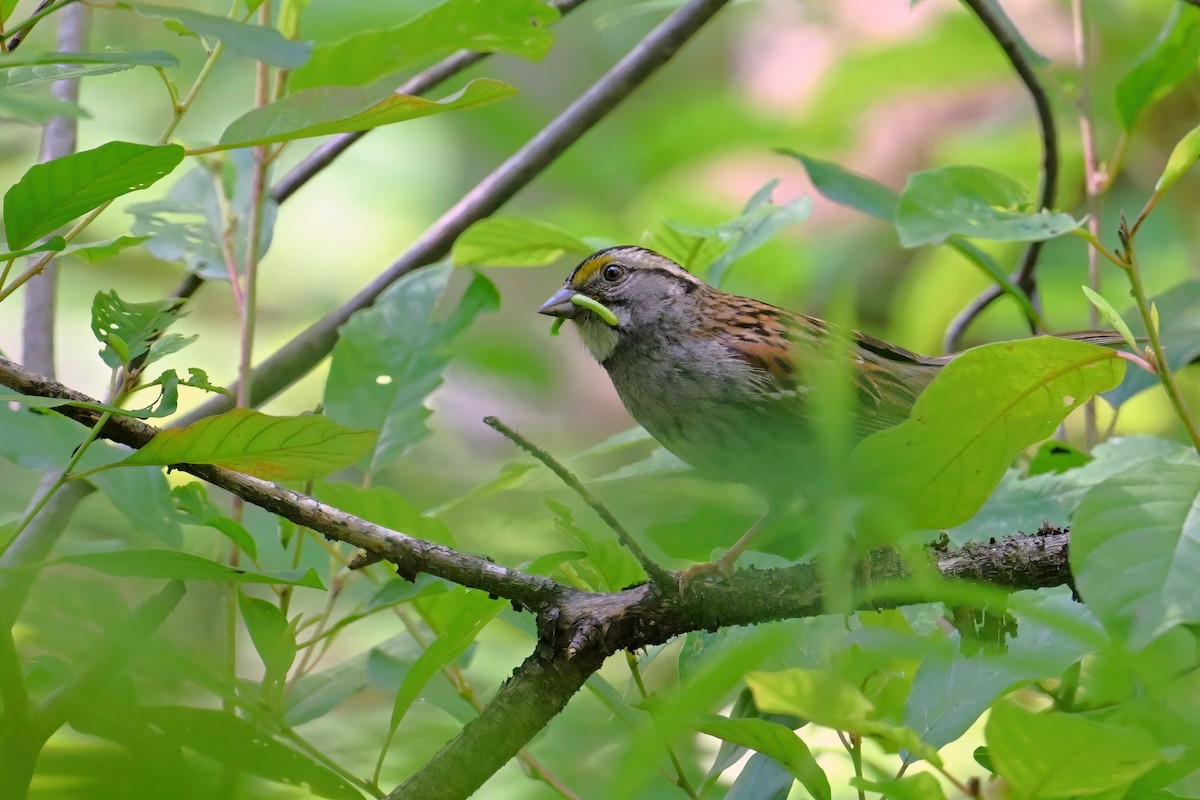 White-throated Sparrow - ML621105316