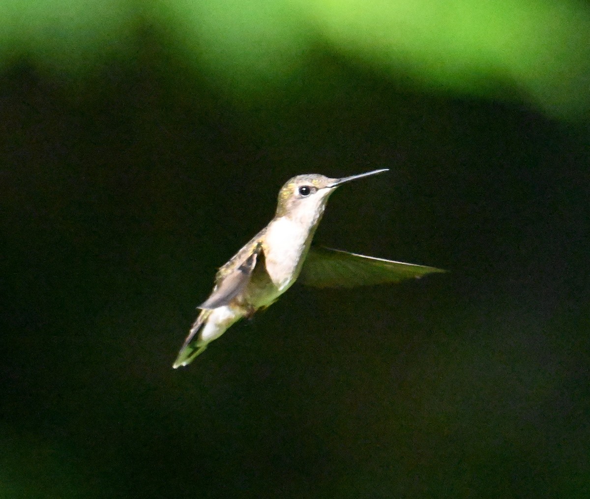 Ruby-throated Hummingbird - ML621105336
