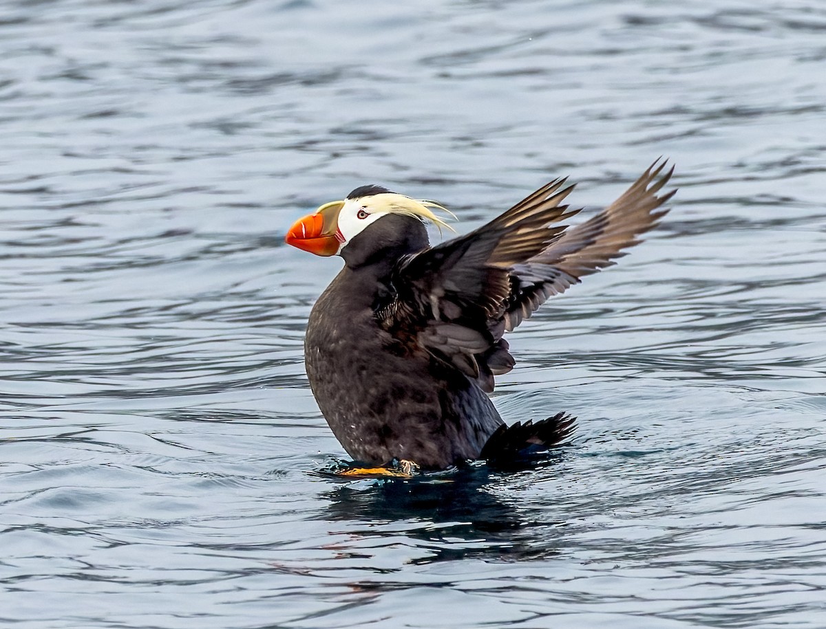 Tufted Puffin - ML621105357