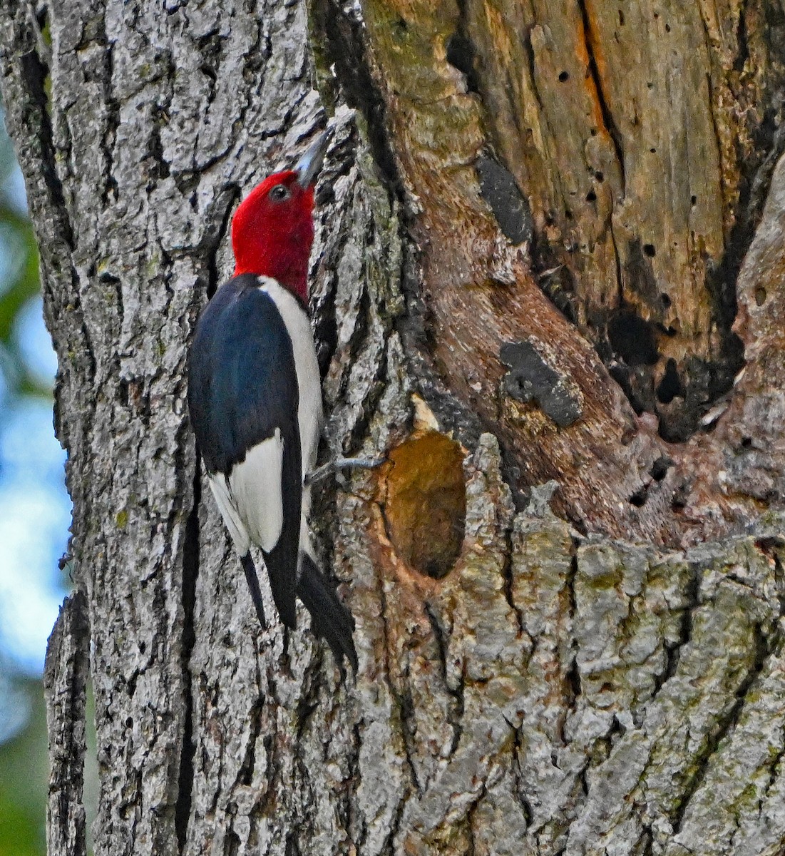 Red-headed Woodpecker - ML621105382