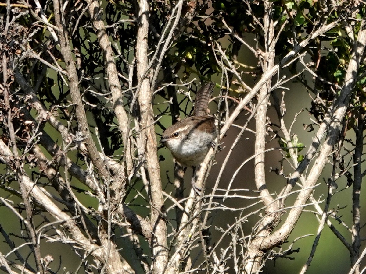 Bewick's Wren - ML621105404