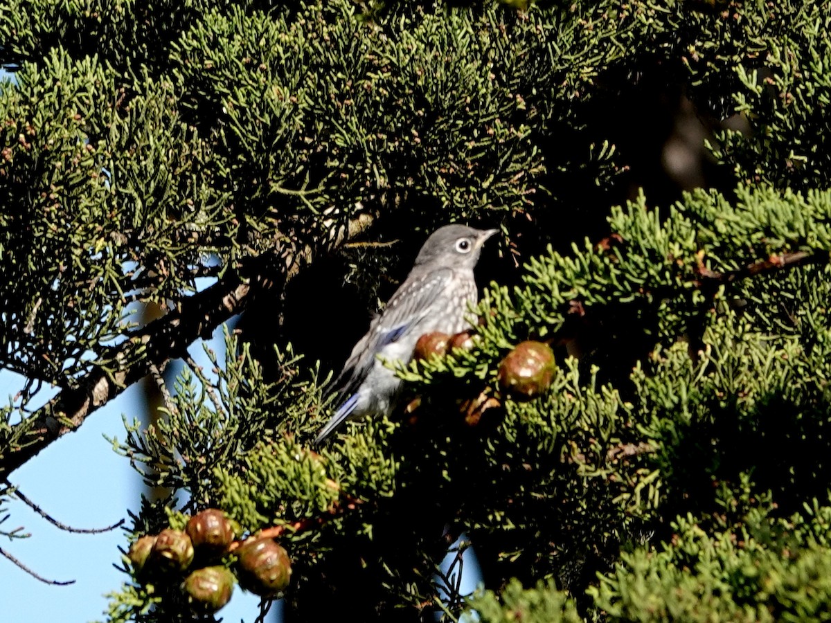 Western Bluebird - ML621105411