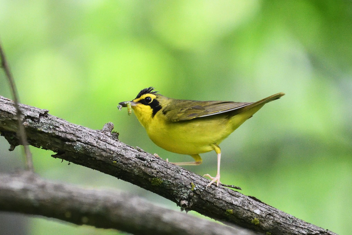 Kentucky Warbler - Beth and Dan Fedorko