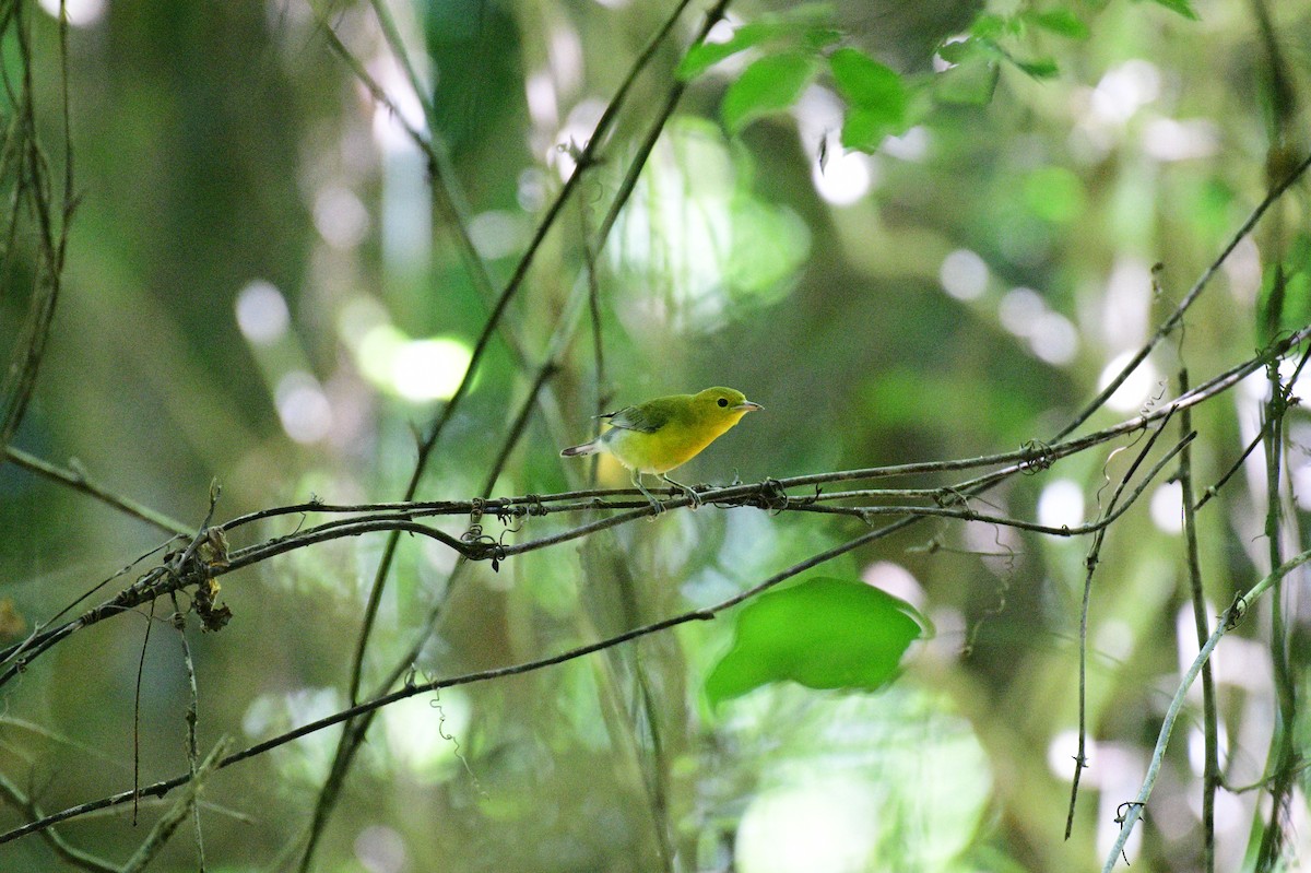 Prothonotary Warbler - ML621105429