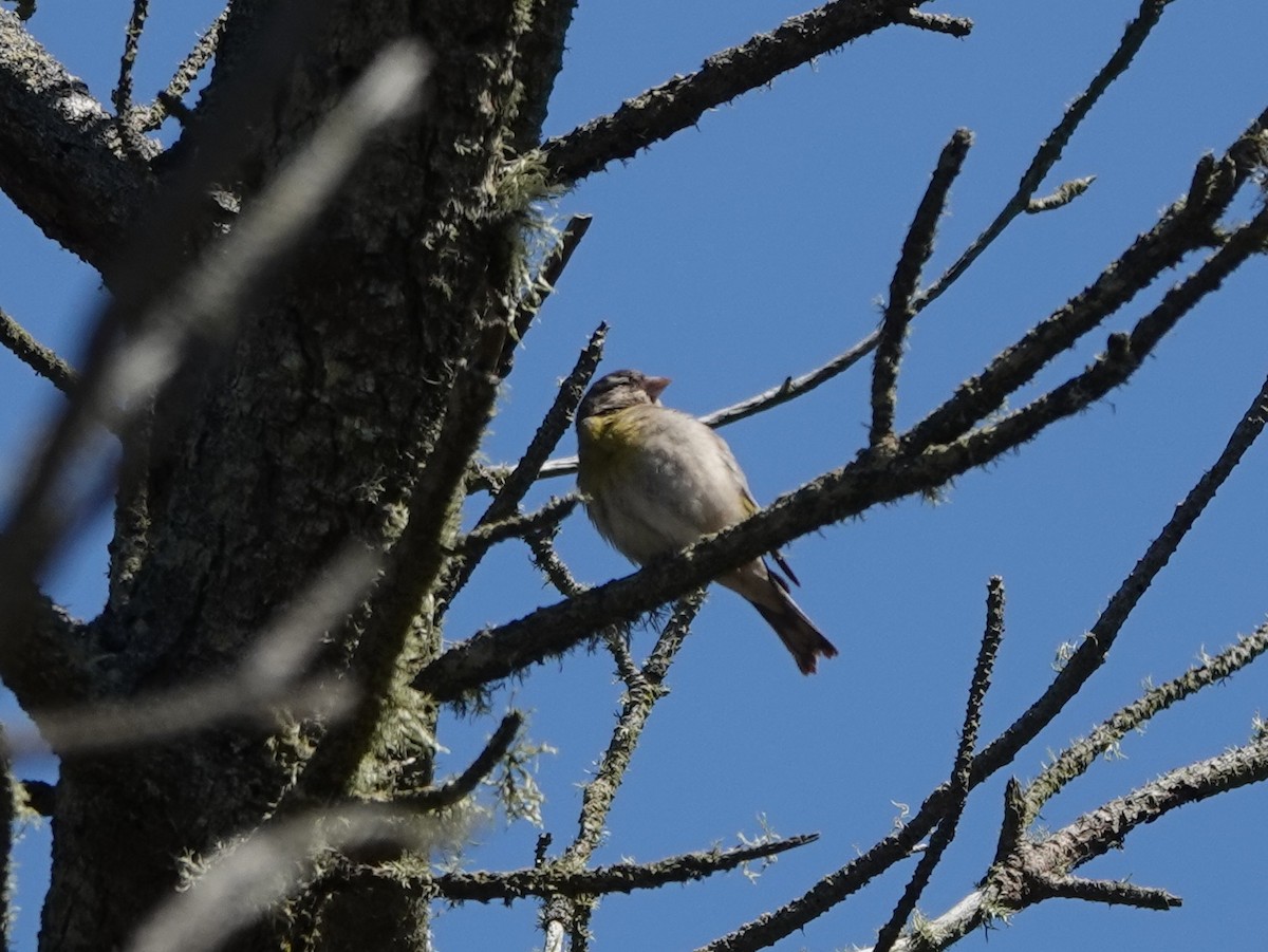 Lawrence's Goldfinch - ML621105431