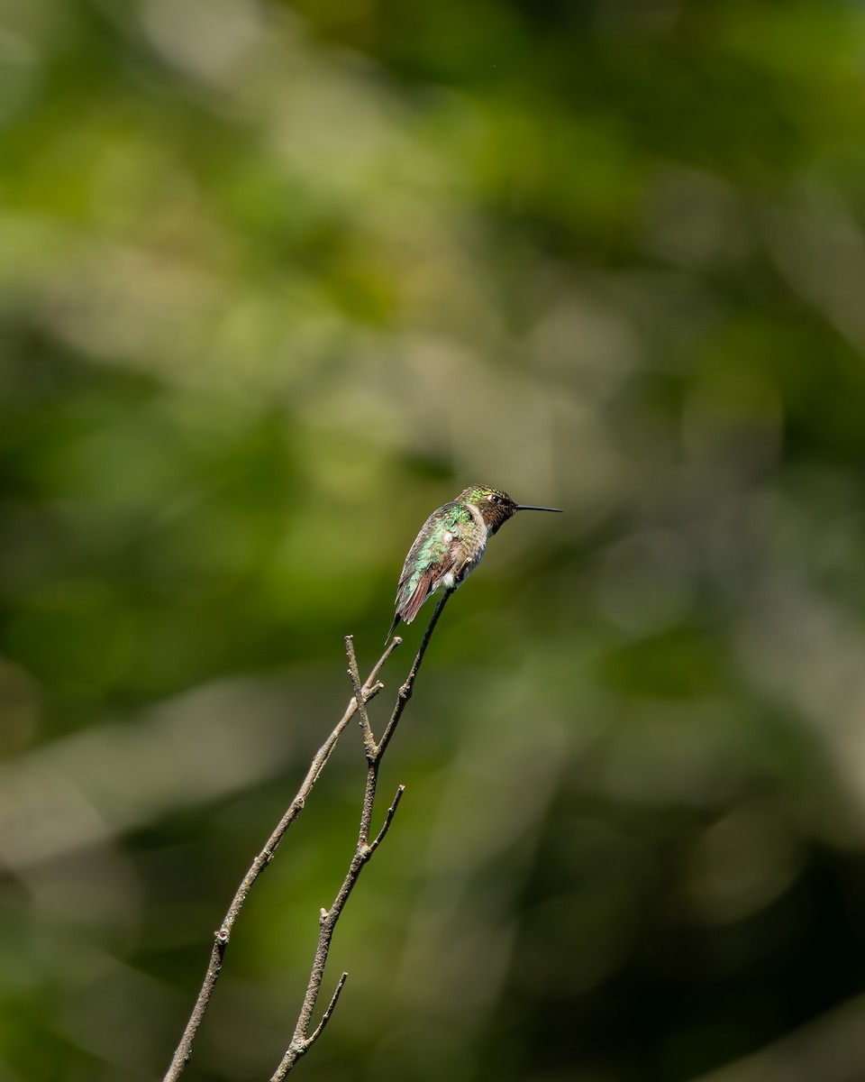 Ruby-throated Hummingbird - ML621105432
