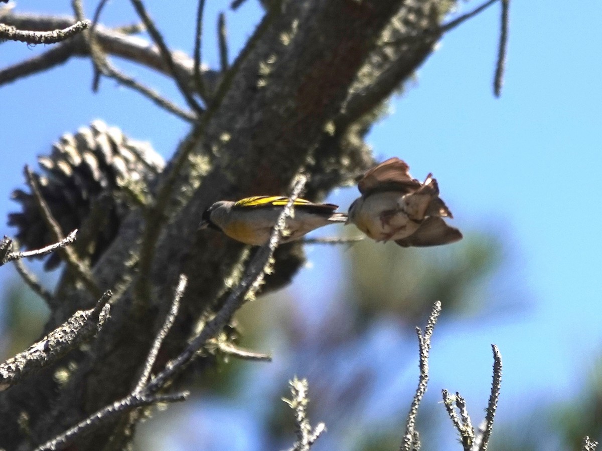 Lawrence's Goldfinch - Norman Uyeda